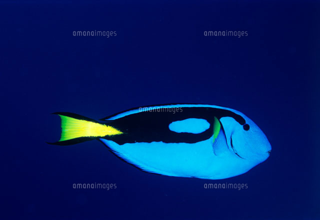 ナンヨウハギ の写真素材 イラスト素材 アマナイメージズ