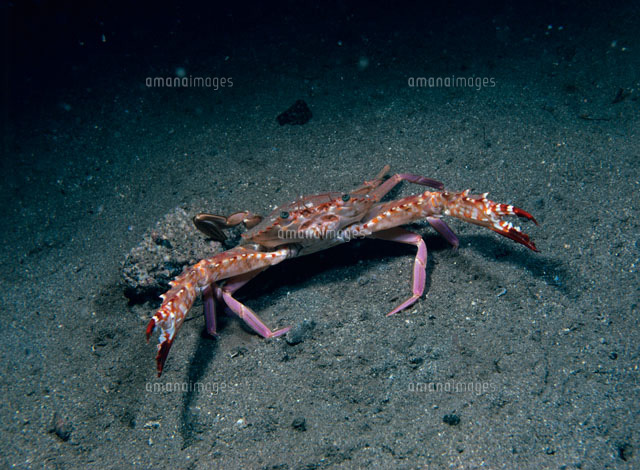 アカイシガニモドキ[20007005968]の写真・イラスト素材｜アマナイメージズ