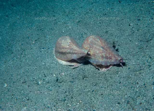 ビワガイの交尾 の写真素材 イラスト素材 アマナイメージズ