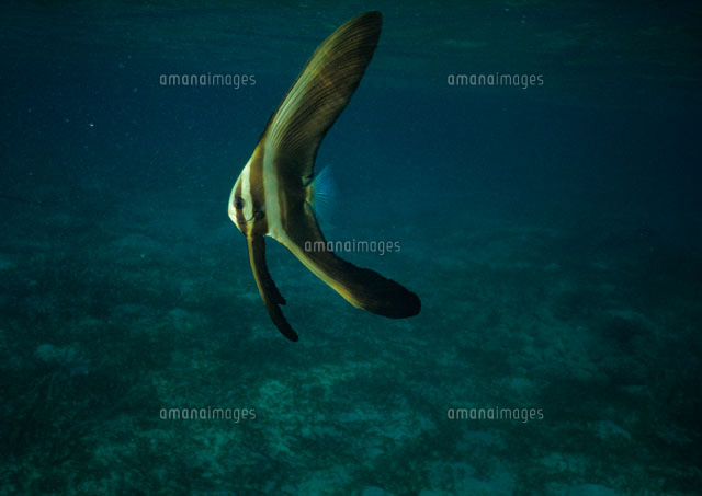ミカヅキツバメウオの幼魚 の写真素材 イラスト素材 アマナイメージズ ミカヅキツバメウオの幼魚 の写真素材 イラスト素材 アマナイメージズ