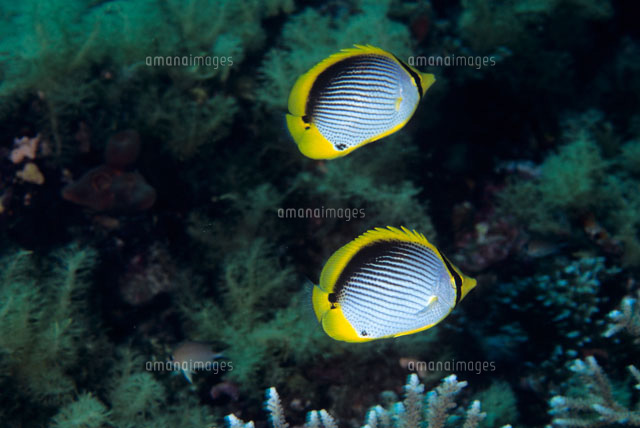 アケボノチョウチョウウオ の写真素材 イラスト素材 アマナイメージズ