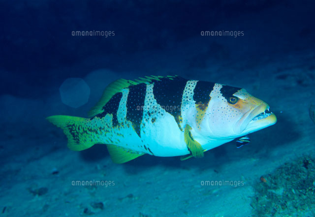 コクハンアラの若魚[20007006739]の写真・イラスト素材｜アマナイメージズ