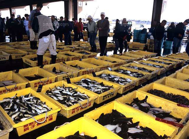 魚市場のせり 銚子港 の写真素材 イラスト素材 アマナイメージズ