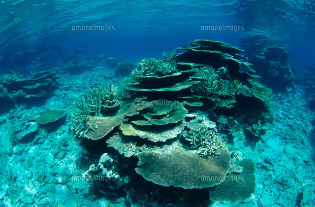 浅瀬のサンゴ 八重干瀬 宮古島[20007007600]の写真・イラスト素材