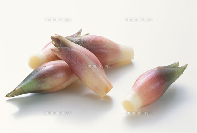 みょうが の写真素材 イラスト素材 アマナイメージズ