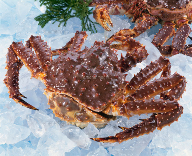 たらばがに の写真素材 イラスト素材 アマナイメージズ