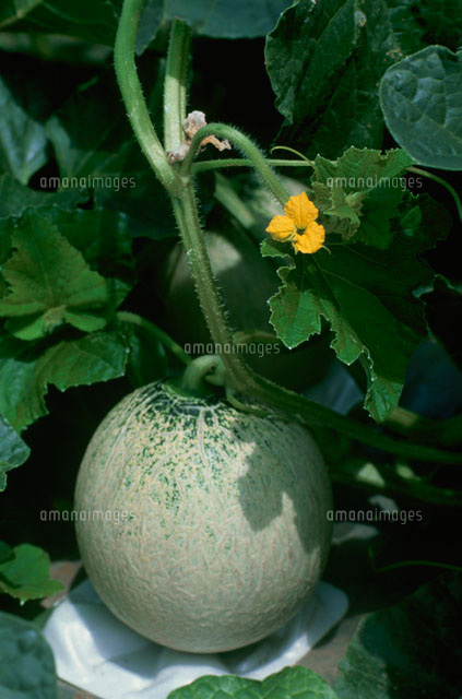 メロン の写真素材 イラスト素材 アマナイメージズ