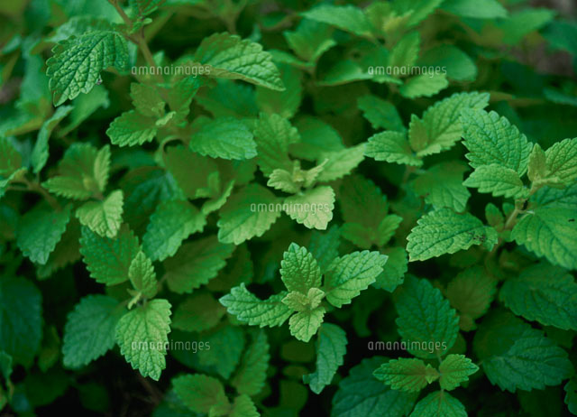 レモンバーム の写真素材 イラスト素材 アマナイメージズ