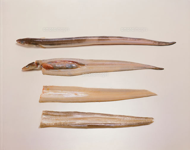 あなご開き の写真素材 イラスト素材 アマナイメージズ