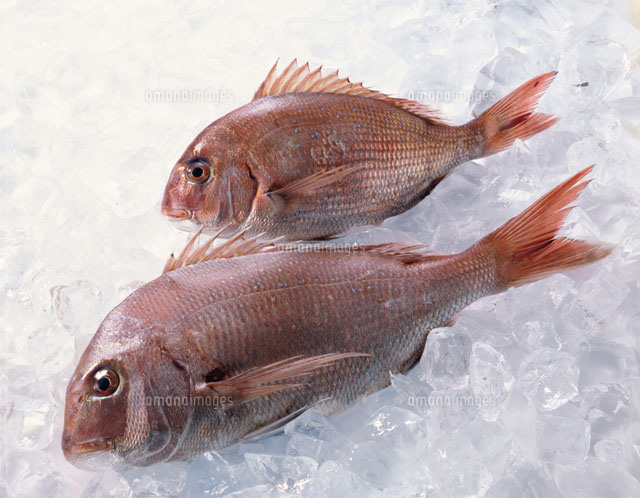 真鯛 の写真素材 イラスト素材 アマナイメージズ