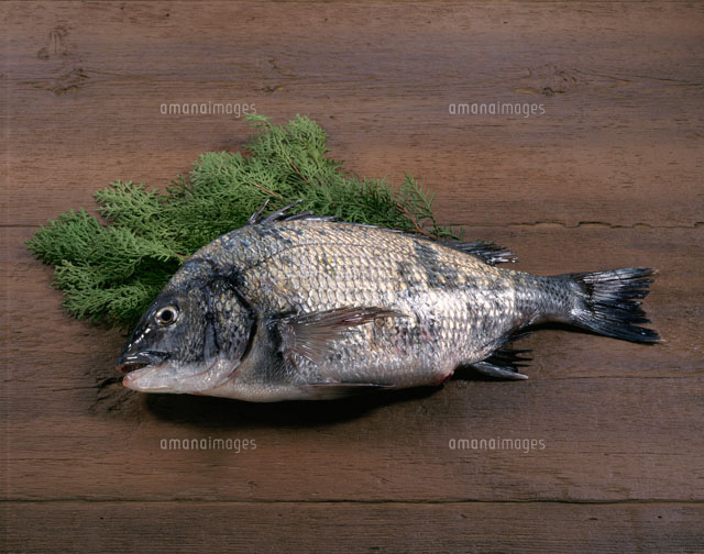 黒鯛 の写真素材 イラスト素材 アマナイメージズ