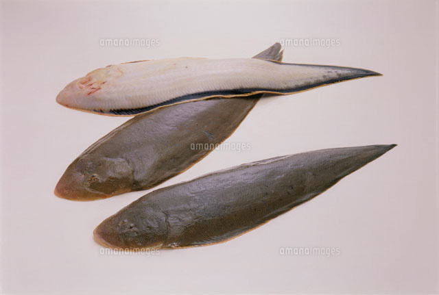 舌平目[20013019119]の写真・イラスト素材｜アマナイメージズ