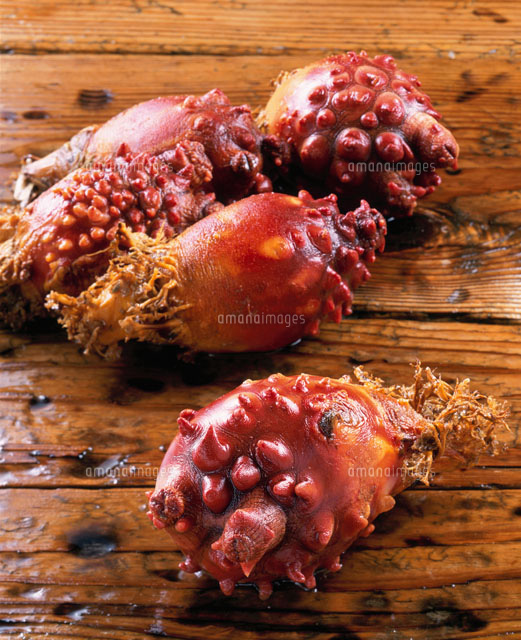 ほや の写真素材 イラスト素材 アマナイメージズ