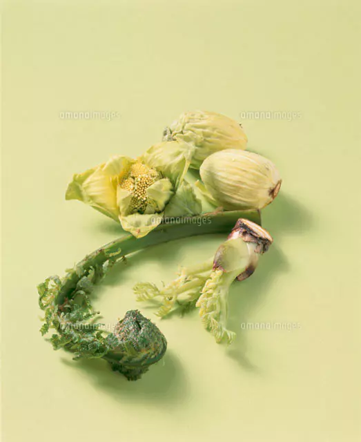 こごみとたらの芽とふきのとう[20013019754]の写真・イラスト素材