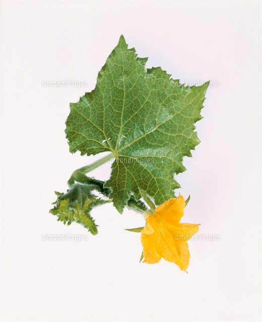 花まるきゅうり の写真素材 イラスト素材 アマナイメージズ