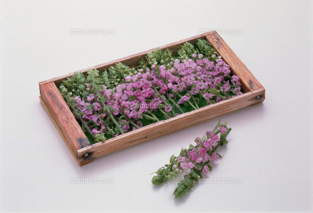 花穂じそ の写真素材 イラスト素材 アマナイメージズ