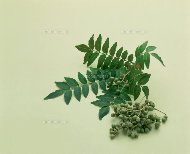 実山椒 の写真素材 イラスト素材 アマナイメージズ