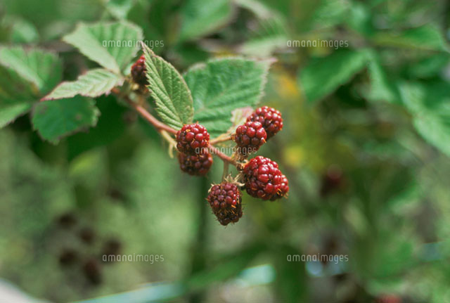 ブラックベリー の写真素材 イラスト素材 アマナイメージズ