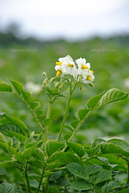 じゃがいもの花 の写真素材 イラスト素材 アマナイメージズ