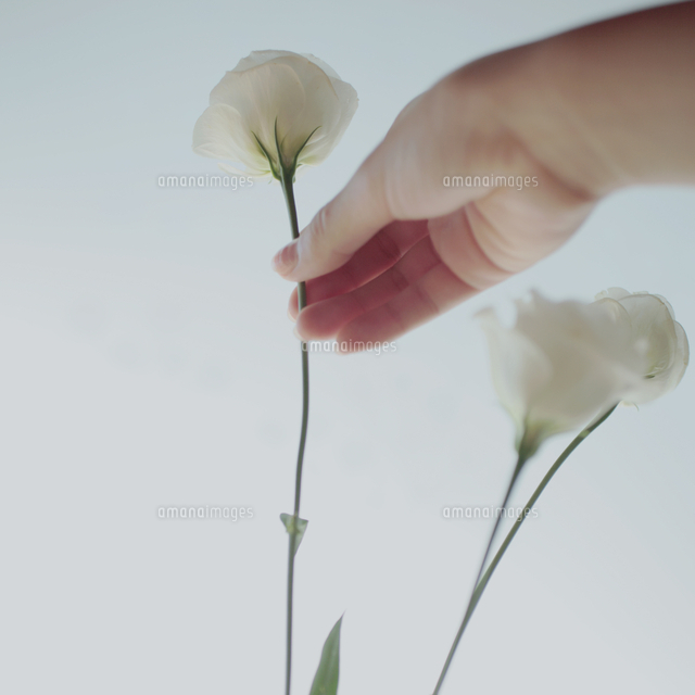 花瓶に花を生ける手 の写真素材 イラスト素材 アマナイメージズ
