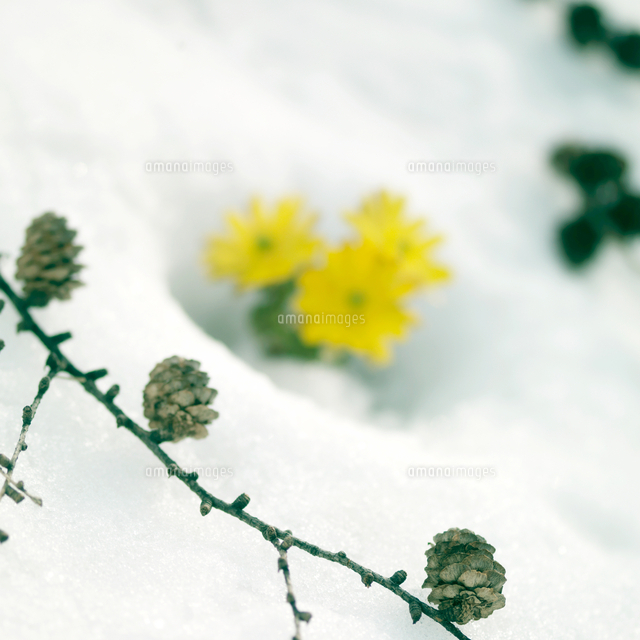松ぼっくりと雪から顔を出す福寿草 の写真素材 イラスト素材 アマナイメージズ