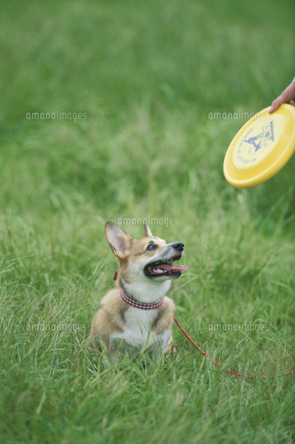 フリスビーと犬 コーギー の写真素材 イラスト素材 アマナイメージズ