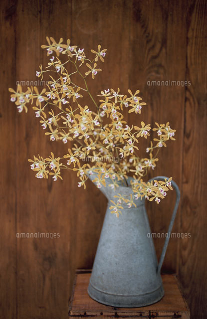 水差しに入った花[21008000291A]の写真・イラスト素材｜アマナイメージズ