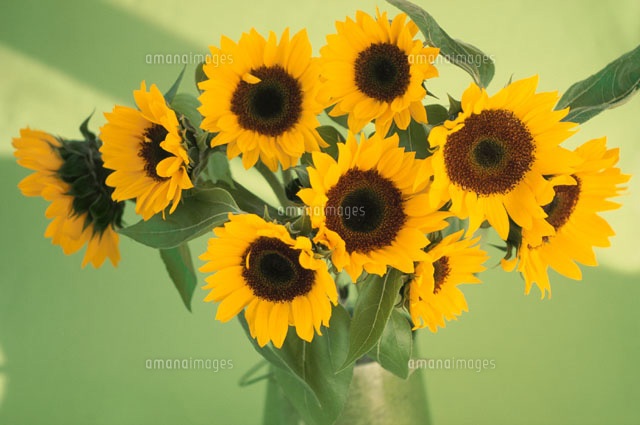 ひまわり Amazon.co.jp: ひまわり: ミュージック