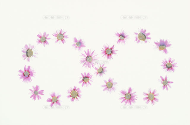 クジャクソウ押し花 の写真素材 イラスト素材 アマナイメージズ