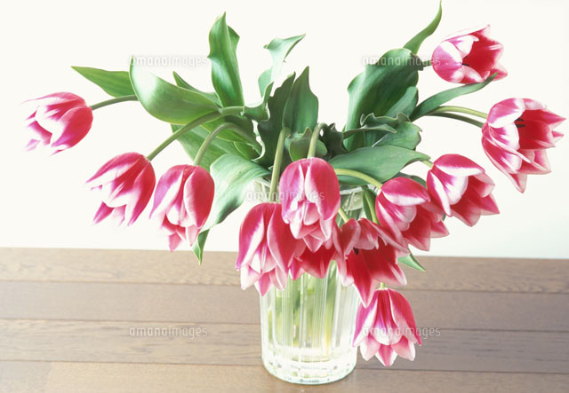 花瓶に生けられたチューリップ の写真素材 イラスト素材 アマナイメージズ