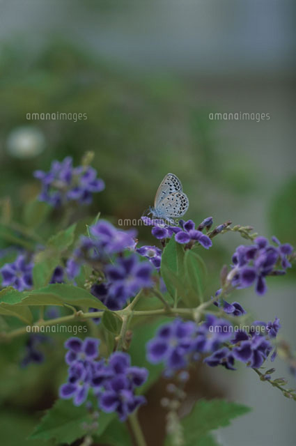 ローズマリーの花 の写真素材 イラスト素材 アマナイメージズ