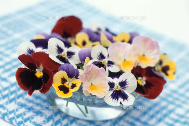 油絵 ラッパ水仙を差した花瓶 油絵ラッパ水仙を差した花瓶