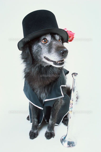 黒い帽子をかぶった犬 の写真素材 イラスト素材 アマナイメージズ
