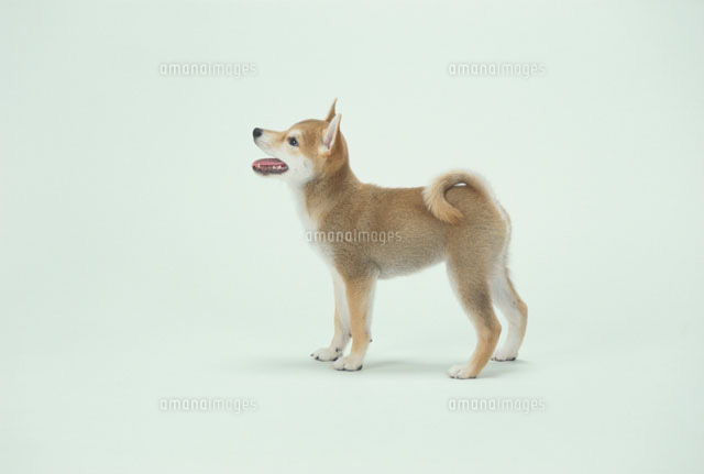 柴犬 a の写真素材 イラスト素材 アマナイメージズ