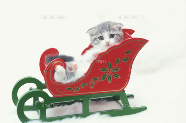 ソリに乗るネコ の写真素材 イラスト素材 アマナイメージズ ソリに乗るネコ の写真素材 イラスト素材 アマナイメージズ
