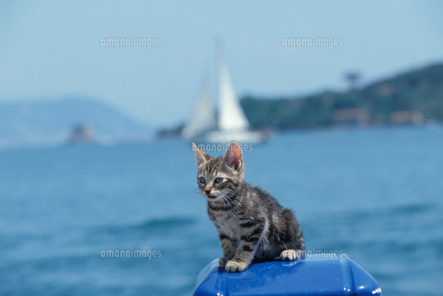 ネコと海 の写真素材 イラスト素材 アマナイメージズ