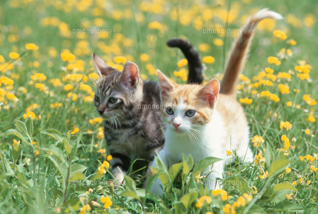 レノックス 2匹の猫と花 2匹のネコと花[21030000335]の写真・イラスト素材｜アマナイメージズ