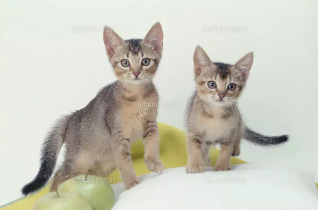 2匹のネコと花[21030000335]の写真・イラスト素材｜アマナイメージズ