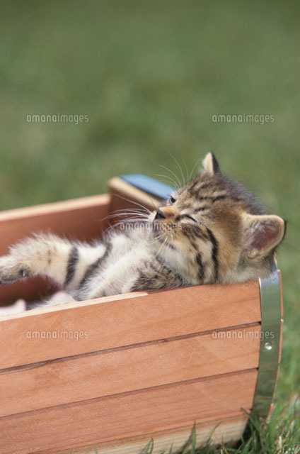 箱の中で眠るネコ の写真素材 イラスト素材 アマナイメージズ