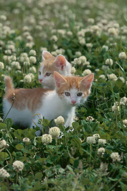 2匹のネコと花[21030000335]の写真・イラスト素材｜アマナイメージズ