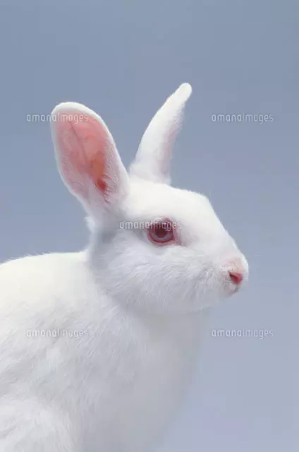ウサギ(ジャパニーズホワイト)[21030000554]の写真・イラスト