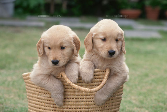 カゴから手を出す2匹の犬 ゴールデンレトリバー の写真素材 イラスト素材 アマナイメージズ