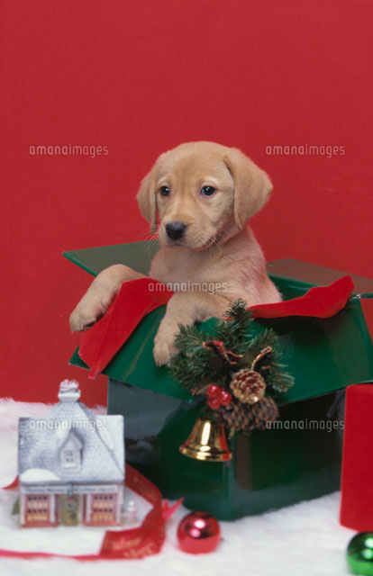クリスマスギフトの箱から顔を出す犬（ゴールデンレトリバー