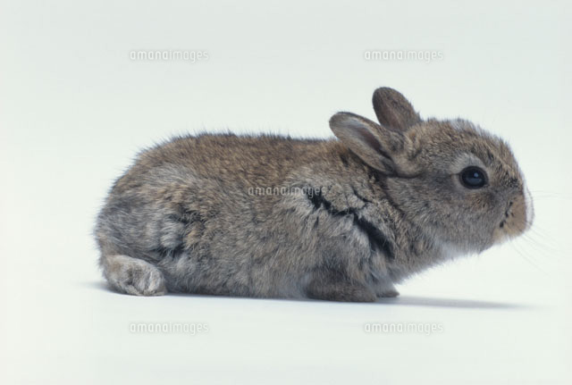 ウサギ 雑種 a の写真素材 イラスト素材 アマナイメージズ
