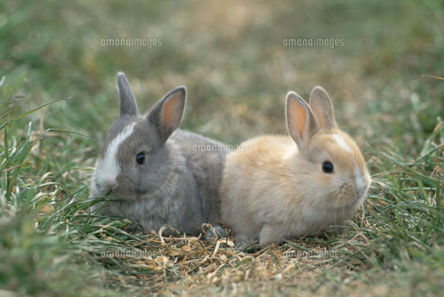 野原に座る2匹のウサギ の写真素材 イラスト素材 アマナイメージズ