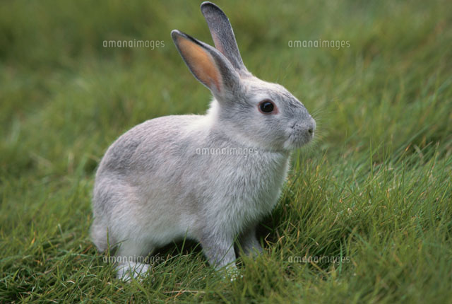 野原に座るウサギ 雑種 の写真素材 イラスト素材 アマナイメージズ