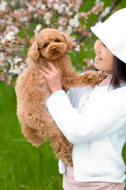 トイプードルを抱っこする女性🐾 こんな雰囲気のある画像も、AI