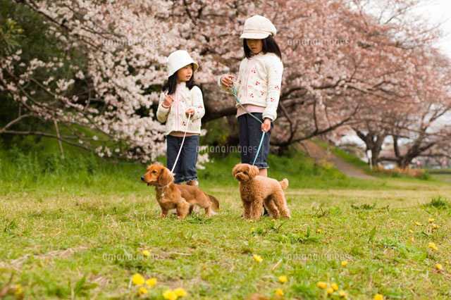 犬と散歩する2人の女の子 の写真素材 イラスト素材 アマナイメージズ