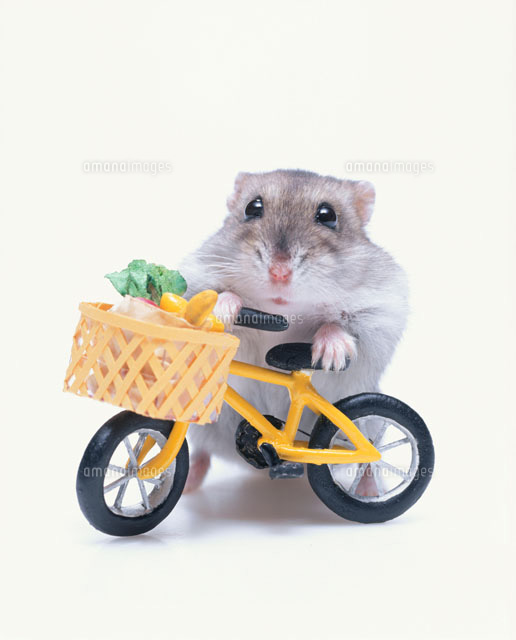 自転車を押すジャンガリアンハムスター[21033000098A]の写真・イラスト