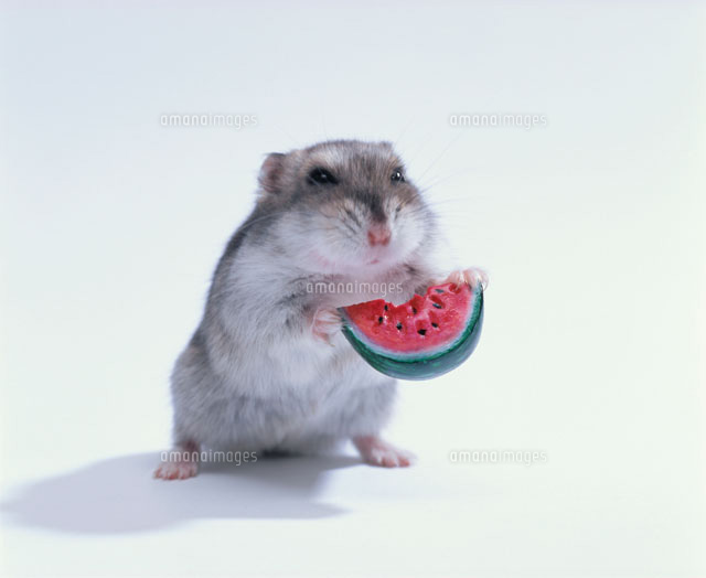 スイカを立って食べるジャンガリアンハムスター の写真素材 イラスト素材 アマナイメージズ スイカを立って食べるジャンガリアンハムスター の写真素材 イラスト素材 アマナイメージズ